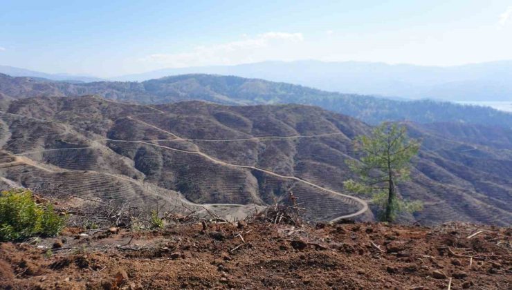 Kahramanmaraş Onikişubat’ta yanan ormana yıl sonuna kadar 1 milyon fidan dikilecek