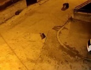Kars Sarıkamış’ta 7 ayı mahalleye inip çöp konteynerlerini devirdi