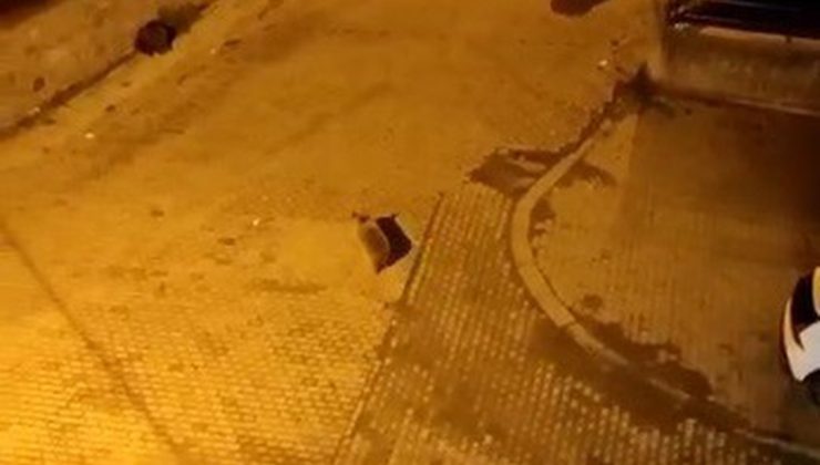 Kars Sarıkamış’ta 7 ayı mahalleye inip çöp konteynerlerini devirdi