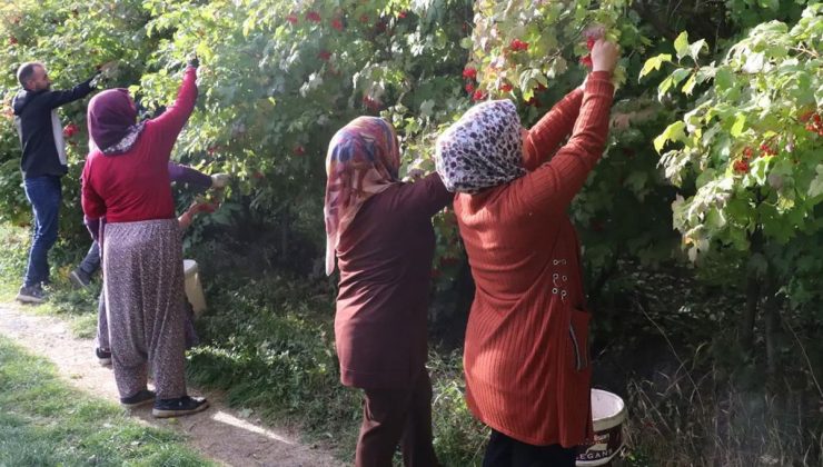 Kayseri’de ‘kırmızı altın’ gilaburunun hasadı başladı