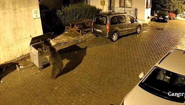 Kızılcahamam’da gece yarısı siteye inen ayı çöp konteynerini yokuş aşağı itti! Park halindeki araçlar zarar gördü