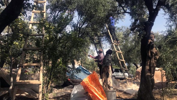 Mardin Derik’te tescilli zeytin hasadı başladı, sofralık kilosu 400 liradan satılıyor