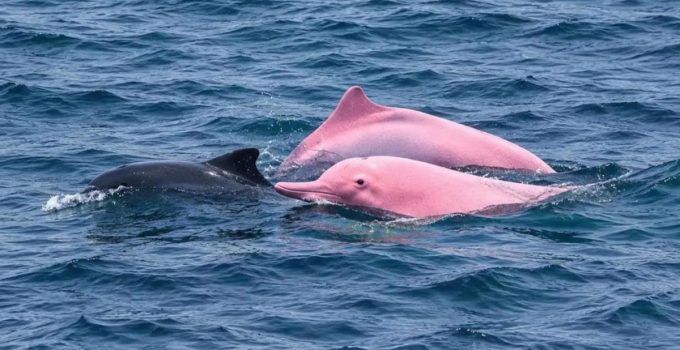 Nadir görülen pembe yunus Umman kıyılarında ortaya çıktı
