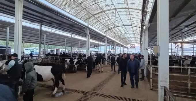 Nazilli’de canlı hayvan pazarında küpesiz ve belgesiz hayvan girişine izin verilmedi