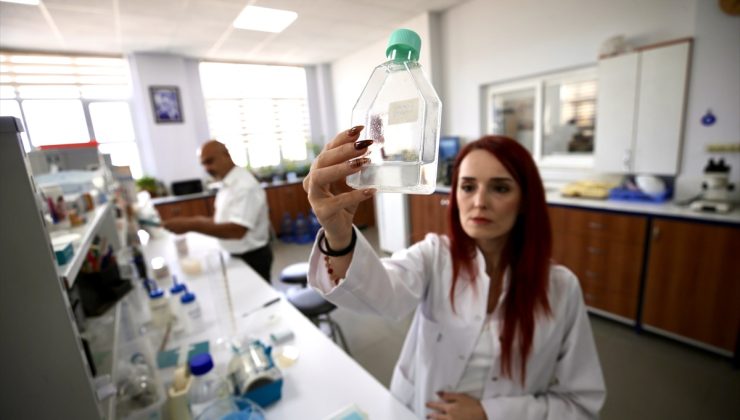 Nematoddaki RXP molekülü böcek kovucu DEET’ten 100 kat etkili bulundu