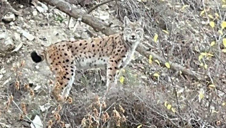 Nesli koruma altındaki vaşak Erzurum’un Olur ilçesinde kayda alındı