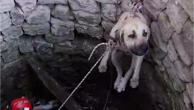 Nevşehir Ürgüp’te 4 metrelik su kuyusuna düşen 2 köpek itfaiye ekiplerince kurtarıldı