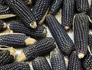 Oltu’nun Kalaboğaz Mahallesi’nde yetişen siyah mısır, Oltu taşını andırıyor