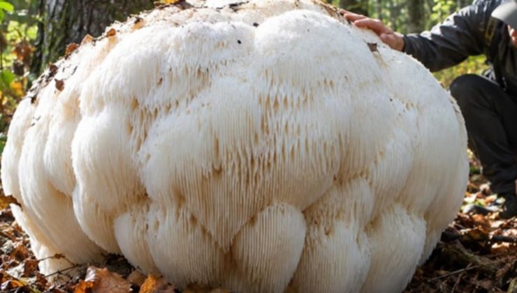 Ormanın derinliklerinde dev mantar keşfedildi: Tam 2,2 kilogram