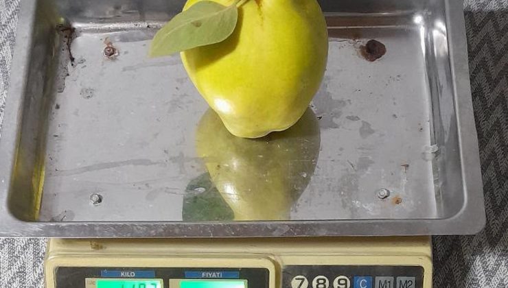 Sakarya Geyve’de tek ayva 962 gram geldi, iki ayva 1 kilo 876 gram oldu