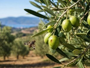Salihli İlçe Tarım Müdürlüğü 20 Ekim’e kadar zeytin sineğine karşı üreticileri uyardı