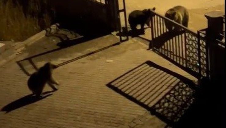 Sarıkamış’ta boz ayılar sokaklarda çöp konteynerlerinde yiyecek ararken görüntülendi