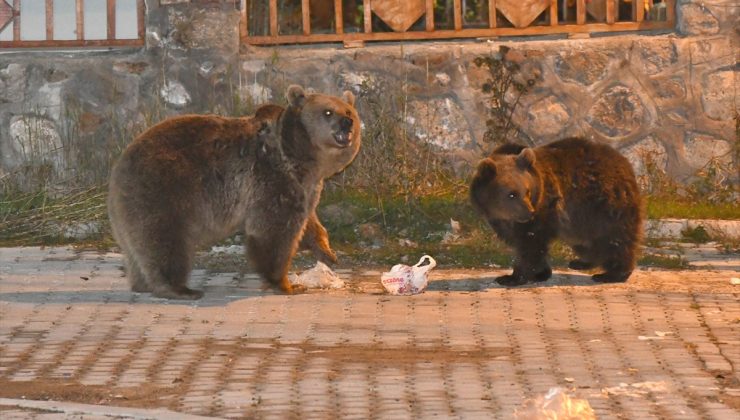 Sarıkamış’ta bozayı ve iki yavrusu gece İnönü Mahallesi’nde çöp konteynerini devirdi