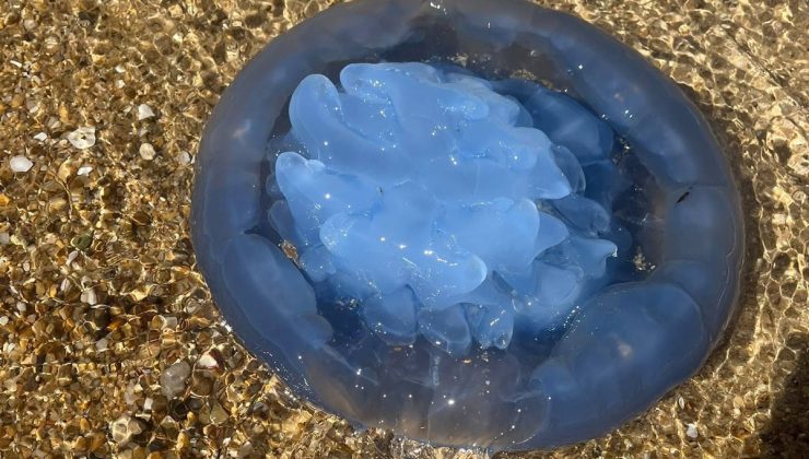 Saros Körfezi’nde 40 santimetrelik mavi denizanası görüntülendi! Çıplak elle dokunulmaması öneriliyor