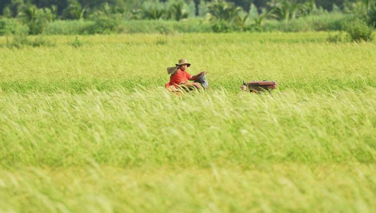 Tayland’ın pirinç ihracatı ilk dokuz ayda yüzde 19,26 azalarak 4,99 milyon ton oldu