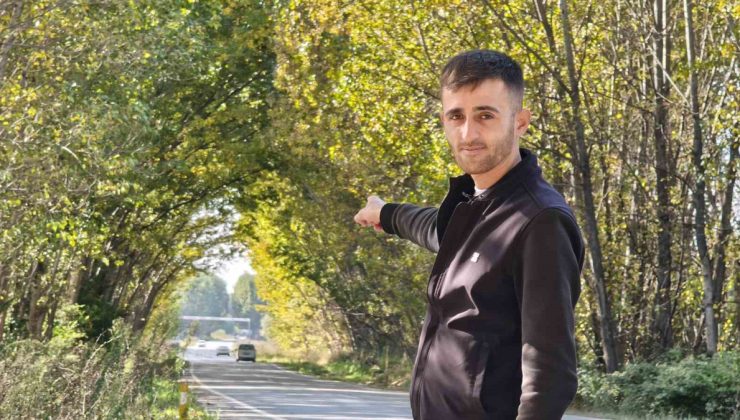 Tokat’ta Pazar-Zile karayolundaki kavak ağaçları sonbaharda doğal tünel oluşturdu