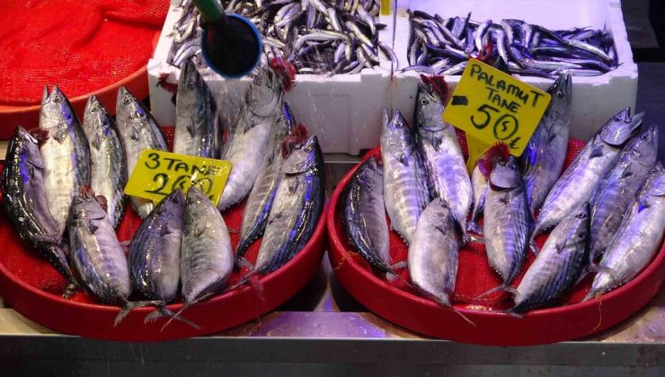 Trabzon’da palamut avı 12 bin kiloya ulaştı, son 25 yılın en yoğun sezonu yaşanıyor