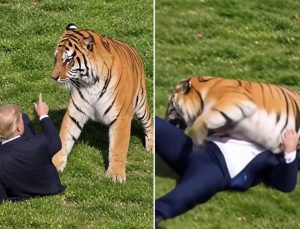 Trump yapay zekayla kaplanı yere serdi