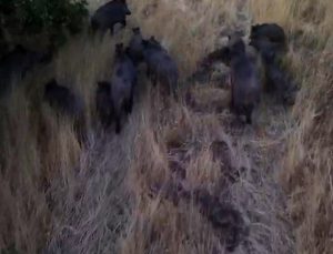 Tunceli Çemişgezek’te domuz sürüsü dronla kaydedildi, çiftçiler endişeli