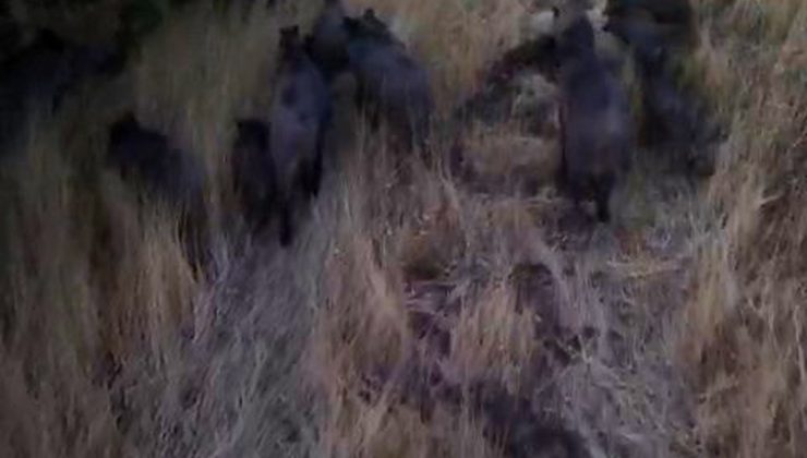 Tunceli Çemişgezek’te domuz sürüsü dronla kaydedildi, çiftçiler endişeli