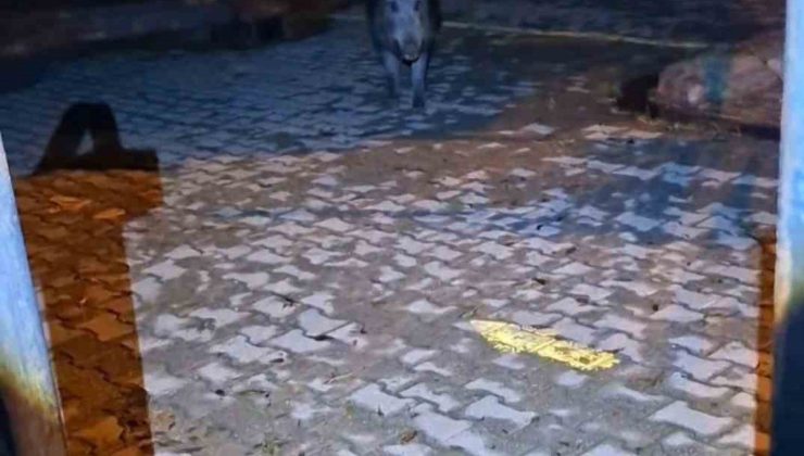 Tunceli’de yaban domuzu saldırganlaştı, vatandaş bahçe kapısını kapatmaya çalıştı