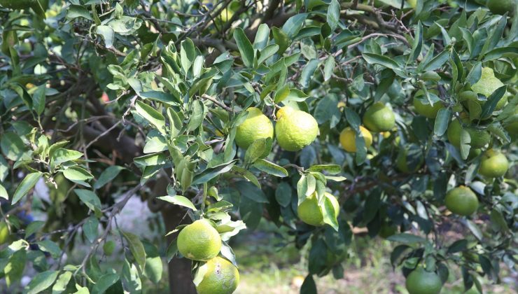 TZOB Genel Başkanı Bayraktar, Arsuz’da narenciye üretiminin verimli olduğunu söyledi