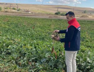 Üreticinin merakla beklediği haber geldi! Şeker pancarı alım fiyatı belli oldu