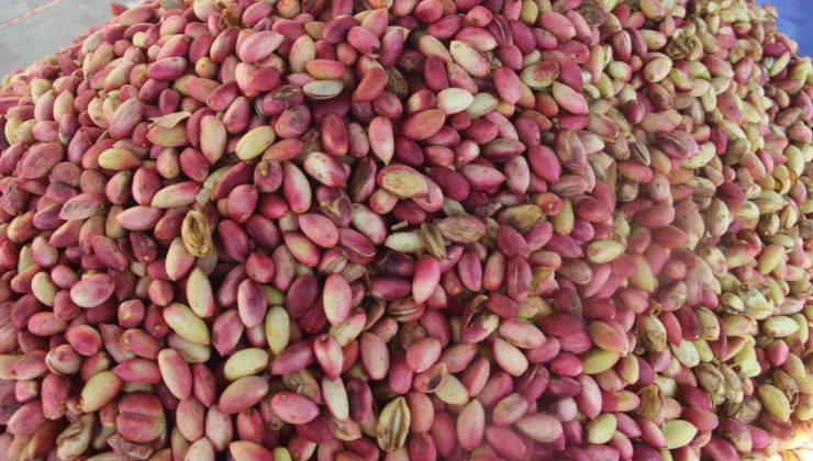 USDA raporu Antep fıstığı rekoltesinde yüzde 10 artışla 130 bin ton öngörüyor