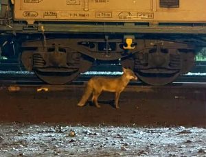 Uzmanlar Muratlı’da tren istasyonu yakınında görülen tilki nedeniyle uyardı