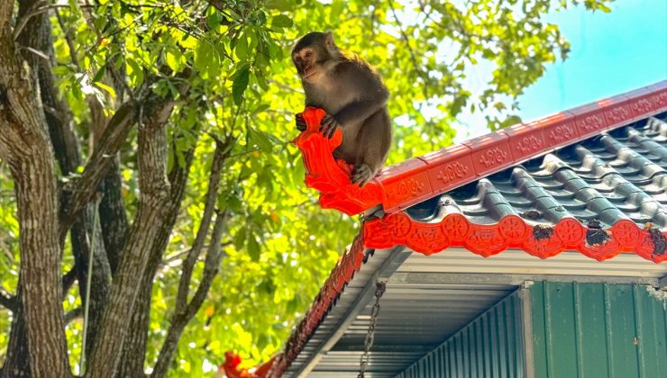 Vietnam’da Linh Ung Pagodası çevresindeki maymunlar turistlerin ilgisini çekiyor