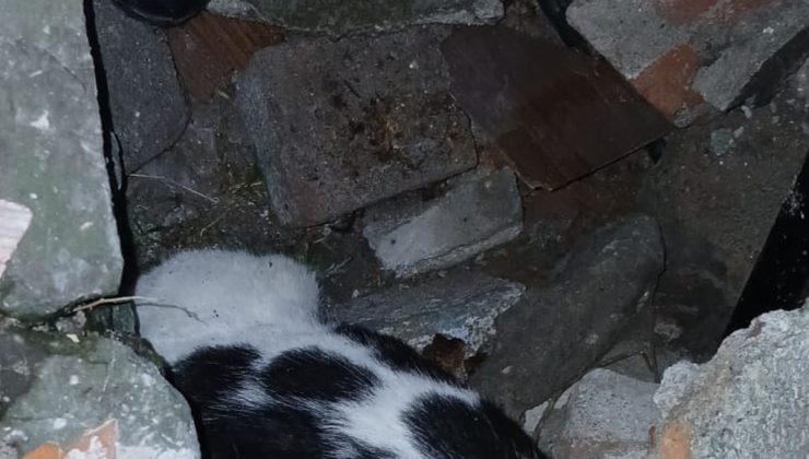 Zonguldak’ta 6 gün önce çöken binanın enkazından kedi çıktı! Molozları kaldıran işçiler sesini duydu